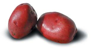 True North Seed Potatoes