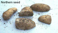 Northern Seed