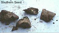 Southern Seed
